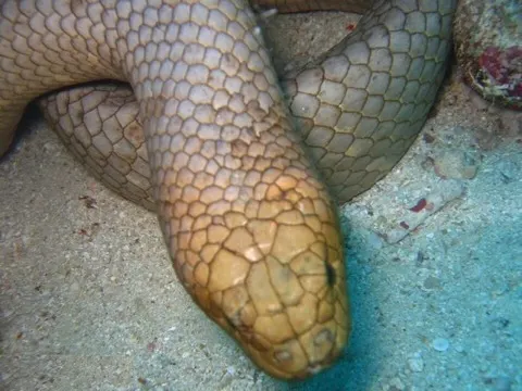 Sea Snake