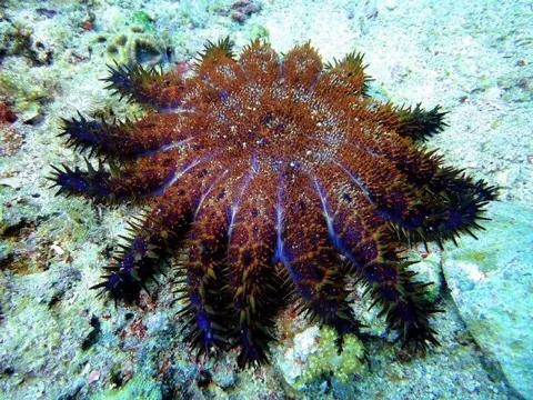 Sea Star