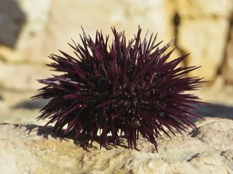 Sea Urchin