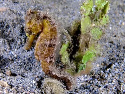 Seahorse