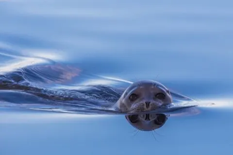 Seal