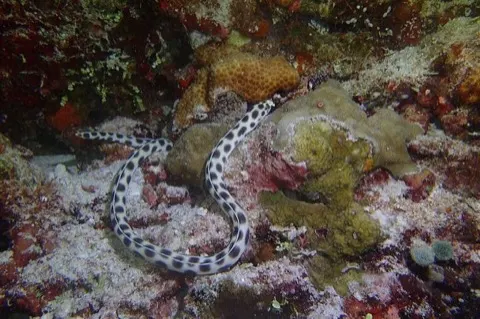 Snake Eel