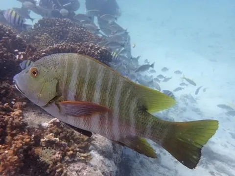 Snapper