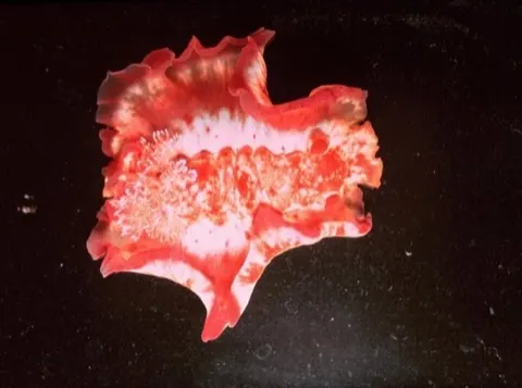Spanish Dancer