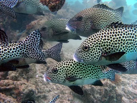 Sweetlips