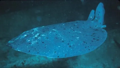 Torpedo Ray