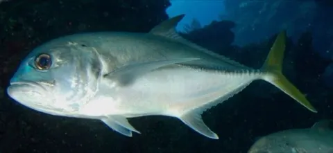 Trevally