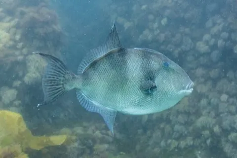 Triggerfish