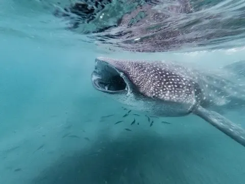 Whale Shark