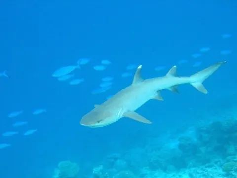 Whitetip Reef Shark