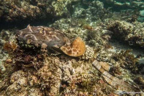 Wobbegong